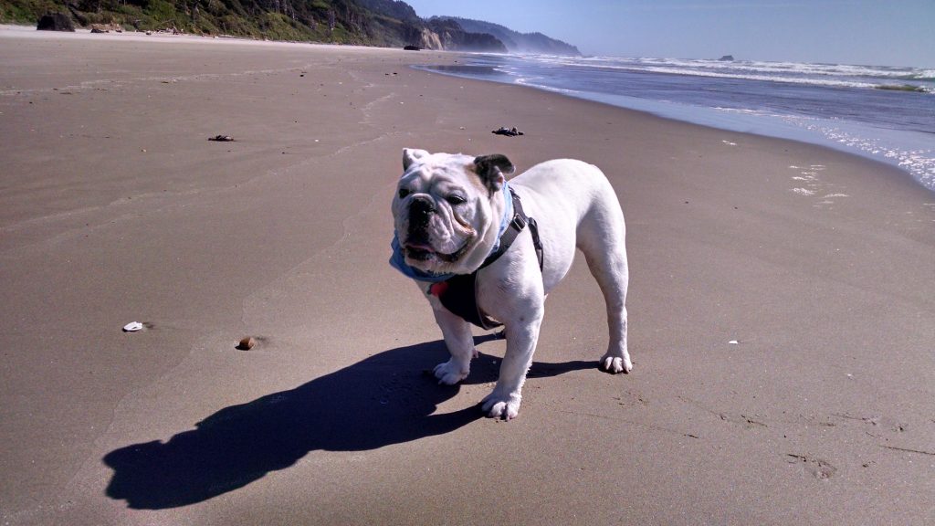 Bertie's first trip to the beach.