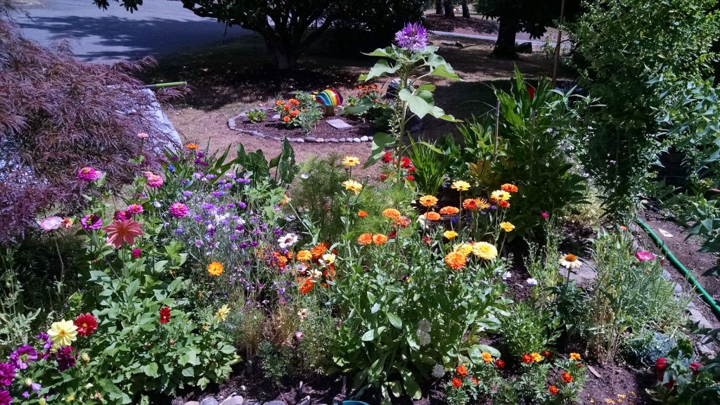 Flower beds in bloom. Most of these I grew from seed.