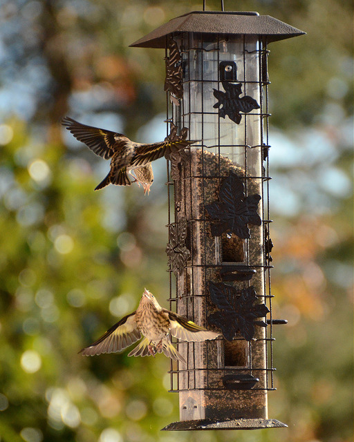 Pine Siskins have words at the feeder.