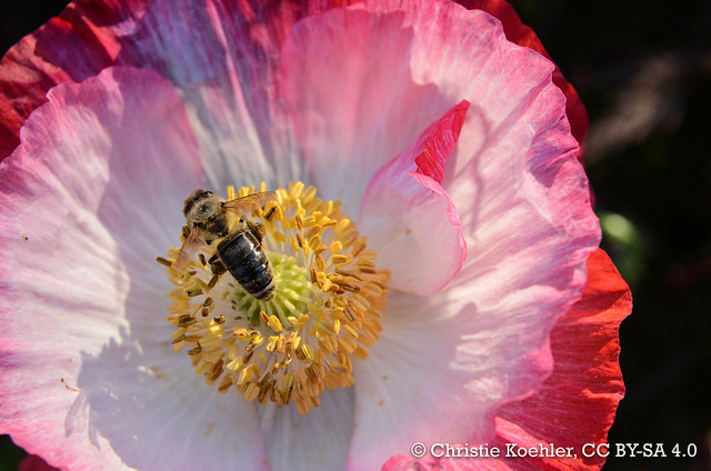 Bee on Shirley Poppy, one of the many flower macros I've taken this season.